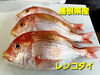 「○本日のお刺身○【しまね定置もん！】アカヒラ【島根県産】レンコダイ」