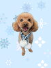 「Dog salon mofu mofu　余市町」