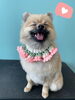 「Dog salon mofu mofu 余市町」