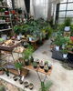 「観葉植物、展示即売会やってます！」