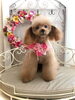 くるみちゃん「わんこと秋桜🎶」