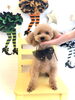 むぎくん「Ｈappy Halloween🎃」
