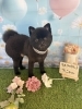 ポメラニアン　カット「🐶4月長期休みのお知らせ📢」