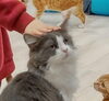 娘は猫もニコニコだと思っていますが……この表情「猫カフェ　　　山口市のお困りごとはNCSへ」