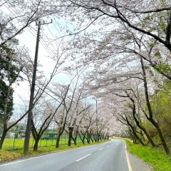 さくらロード（国道465号線沿い）｜富津市