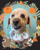 「Dog salon mofu mofu　余市町」