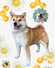「Dog salon mofu mofu　余市町」