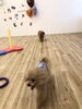 ふたり仲良くリングを追いかけっこ「ましゅまろ幼稚園　^o^」