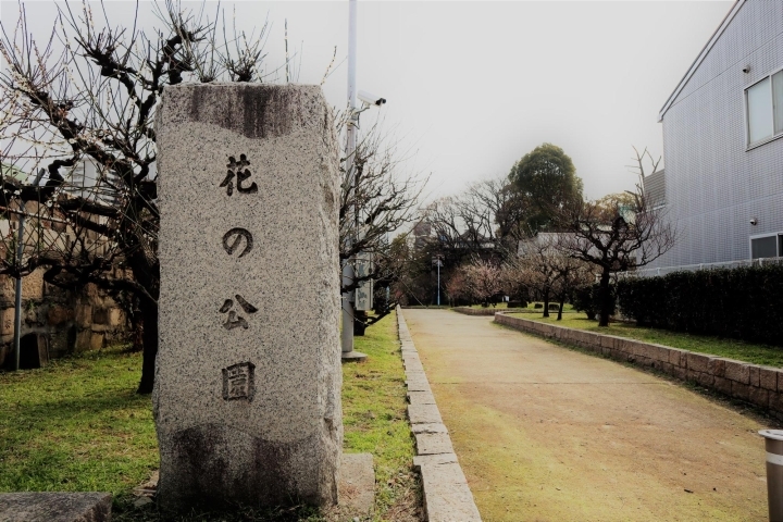 大阪 梅の開花速報をお届け 19年3月12日 大阪 梅の開花情報 まいぷれ 大阪市中央区 大阪 梅の開花速報をお届け 19年3月12日 大阪 梅の開花情報 まいぷれ 大阪市中央区
