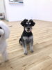 おやつ待ち　(*´꒳`*) にほ。ちゃん「ましゅまろ幼稚園」
