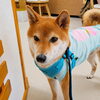 まるちゃん「今日のお友達」