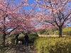 「魚魚の宿上の公園　河津桜の開花情報（2月21日）」