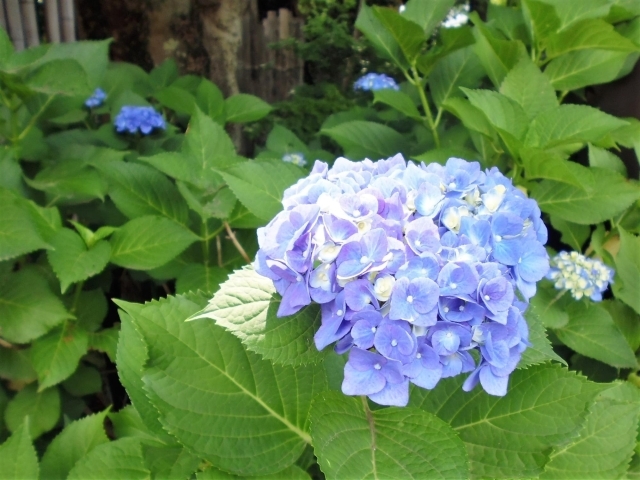 6月16日 金 あじさい便り もっと雨を 梅雨は何処へ 北小金本土寺のあじさい開花情報 まいぷれ 松戸市 6月16日 金 あじさい便り もっと雨を 梅雨は何処へ 北小金本土寺のあじさい開花情報 まいぷれ 松戸市