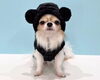 「【愛犬がくまさんに大変身！？】大人気のラメボアコート🐻✨」
