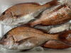 「🔆本日営業致します🔆[漁師市場で鮮魚、お刺身、漁師食堂でランチおすすめ]」