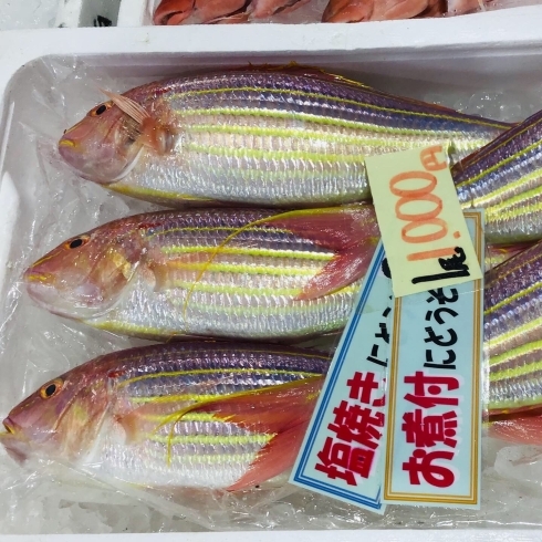 「魚魚市場おすすめ商品は「ビンチョウマグロ・シマイサキ」です♪」