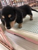 ミニチュアダックス　女の子「ミニチュアダックス　仔犬デビュー」