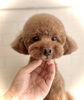 さくらちゃん／プードル「わんこフェイス（＾ν＾）」