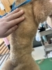 うっすらと膨らみがある脂肪種「【新潟市】犬のトリミング、サロン選びを見直しませんか ｜長く通うことで守れる、わんちゃんの健康」