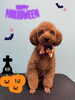 「お友達♡ Dog salon mofu mofu 余市町」