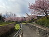 「魚魚の宿　3月14日　河津桜🌸」
