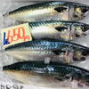 「魚魚市場鮮魚コーナーおすすめは「イサキ・ホタルイカ」です♪」