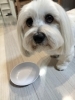 宿泊中にトリミングも承ります🐶🫧ご飯ウマウマ「⚾️草薙球場のすぐ近く⚾️小型犬専門のホテルとトリミング🐶✨️自宅の様にリラックスできるサロンです😊♪」
