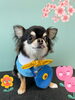 「Dog salon mofu mofu 余市町」