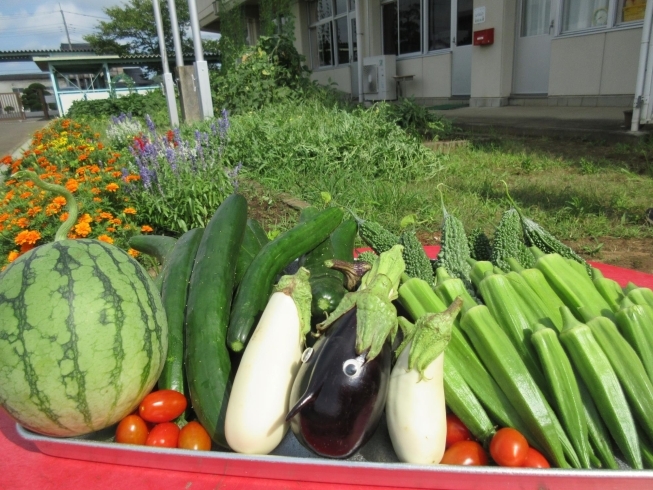 野菜の仲間とみんなでお祝いだね☆「元気いっぱい！野菜畑～✿」