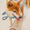 まるちゃん「今日のお友達」