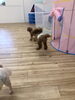 ＳＵＢくんっ　遊ぼっ　byくう「ましゅまろ幼稚園　^ - ^」