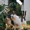 太いシッポの黒猫 楽しくなさそうにはしていない猫 まいぷれ 船橋市