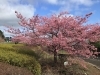 「魚魚の宿上の公園　河津桜の開花情報（2月25日）」