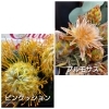 「【はなやホック皆生店】リースやスワッグ作りに。」