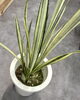 サンスベリアバンデルズセンセーション「個性派グリーンが仲間入りしました【新入荷の観葉植物】」