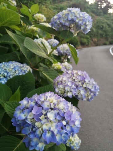 明日から6月!紫陽花シーズンの到来。