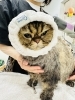 「土日祝のご新規様・ねこちゃんトリミング受付についてのお知らせ📢」