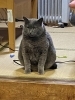 探偵の岡田作です。猫ですが探偵です。「1995年の創業から育んだ確かな探偵力で必ず「あなた」の抱えているいる「問題」を解決致します。無理な営業は一切致しません。ご安心下さい。」