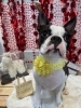 ボストンテリア　シャンプー「🐶ポメラニアン、ビション、ボストン、パピヨン、トリミングのお友達❤️」