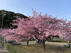 宮リバー度会パーク「宮リバー度会パークの河津桜」