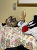 余り働かない看板ニャンコのはなちゃんです💦🌙「私　🐲辰でーす🐲」