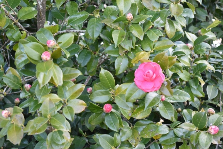 寒椿「記念館の八重桜は 例年4月中旬から下旬に見頃を迎えます」