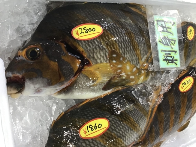 「魚魚市場鮮魚コーナーおすすめは「赤カマス」です♪」