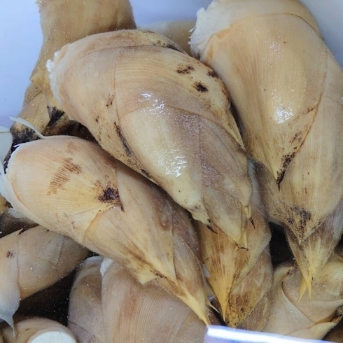 好評予約受付中 春筍ボイルたけのこ でたけのこの刺身はいかがですか 京たけのこ 小川 小川食品工業株式会社のニュース まいぷれ 乙訓 好評予約受付中 春筍ボイルたけのこ でたけのこの刺身はいかがですか 京たけのこ 小川 小川食品工業株式会社のニュース まいぷれ 乙訓