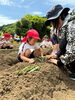 「芋の苗植え🌱」