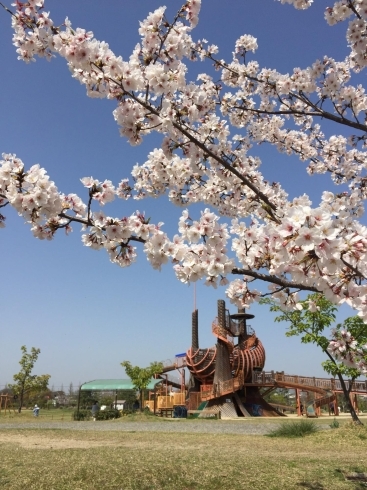 去年は浦安公園へお花見に行きました「【民間学童】春休みの受け入れ可能です！」