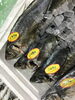 「魚魚市場鮮魚コーナーおすすめは「のどぐろ」です♪」