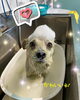 「可愛い子ちゃん♡ Dog salon mofu mofu余市町」