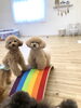 ハッピーちゃん　スタッフきぃお手伝い中「ましゅまろ幼稚園🐶」