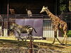 ⑤「グラントシマウマのウララが向かう先には・・・」